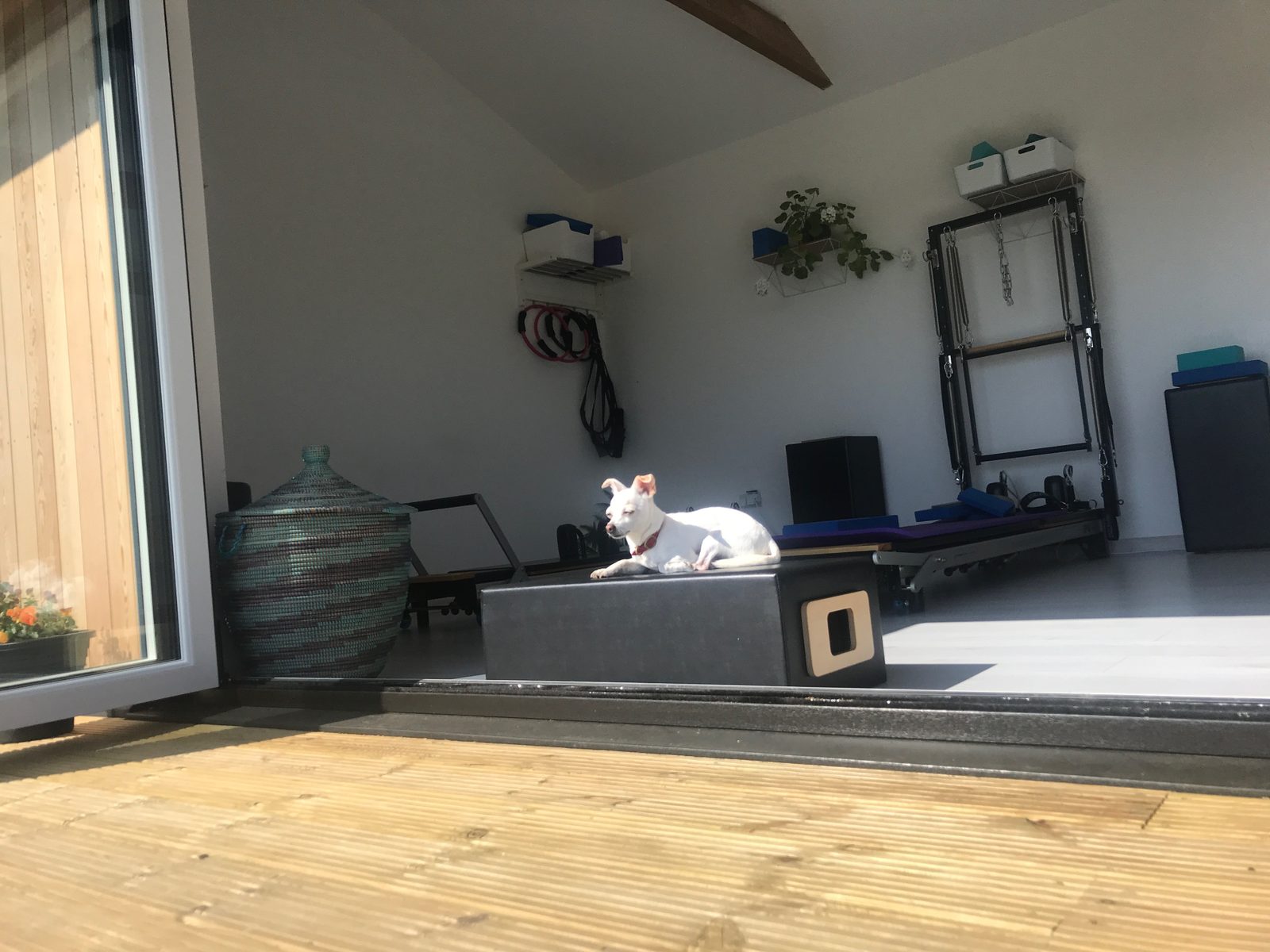 Inside the studio with the doors open: a small white dog asleep on a Pilates box in a patch of sunlight, the reformer and Cadillac behind.