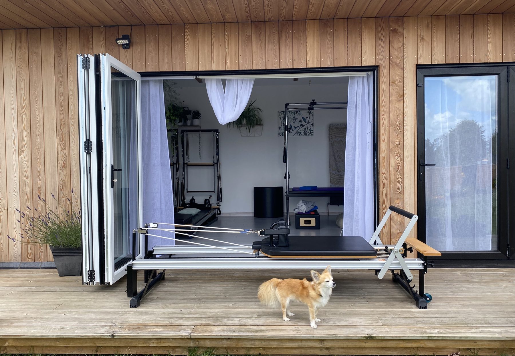 The timber-clad studio from the decking with its bifold doors folded fully open, a reformer facing out and a small dog standing on the boards.